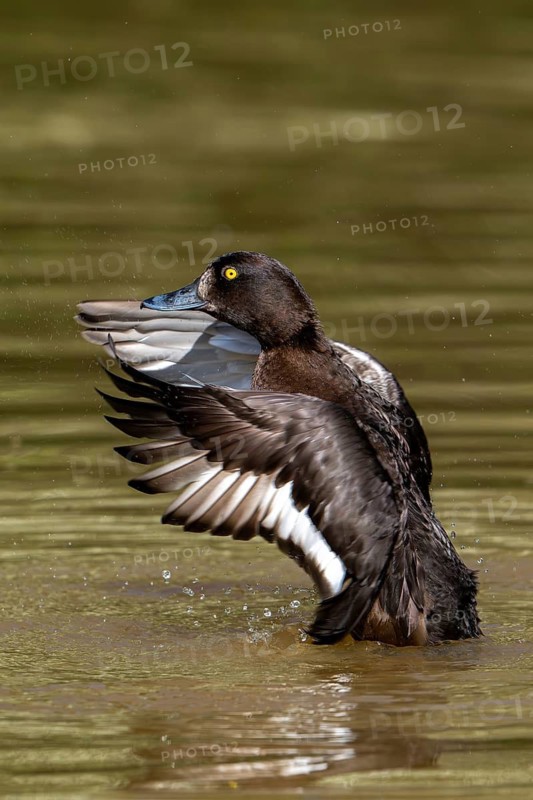 Tufted duck, tufted pochard (Aythya fuligula, Anas fuligula) adult female bathing and flapping wings in lake in spring