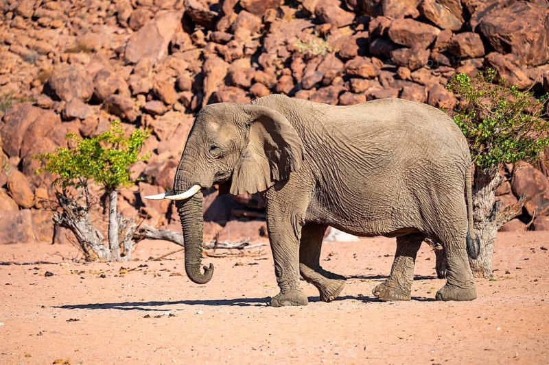 African elephant (Loxodonta africana), desert elephant, riverbed of the Ugab River, Damaraland, Kunene region, Namibia