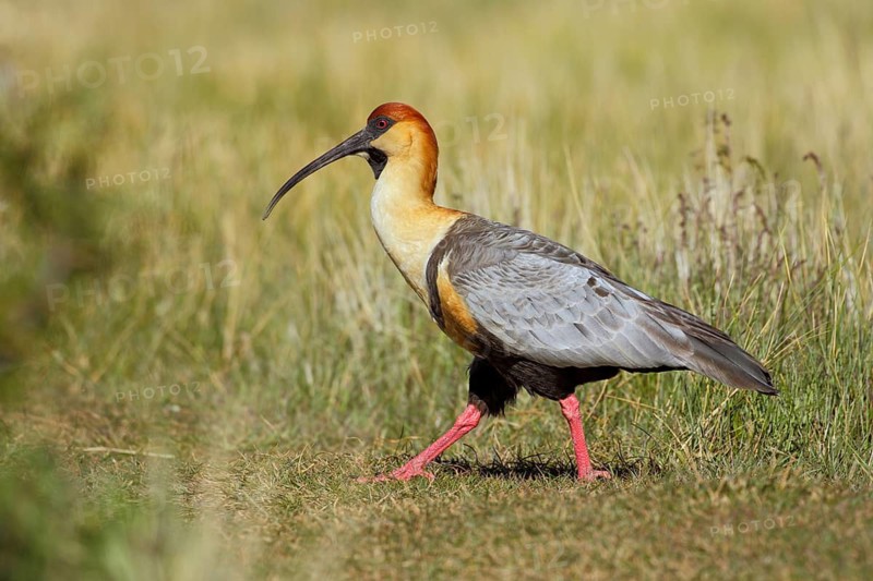 Schwarzzügelibis, lat.Theristicus melanopis, Brillenibis schreitet durch Grasland