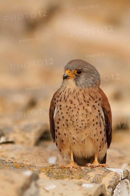 Lesser Kestrel (Falco naumanni), male on roof, Castile-La Mancha