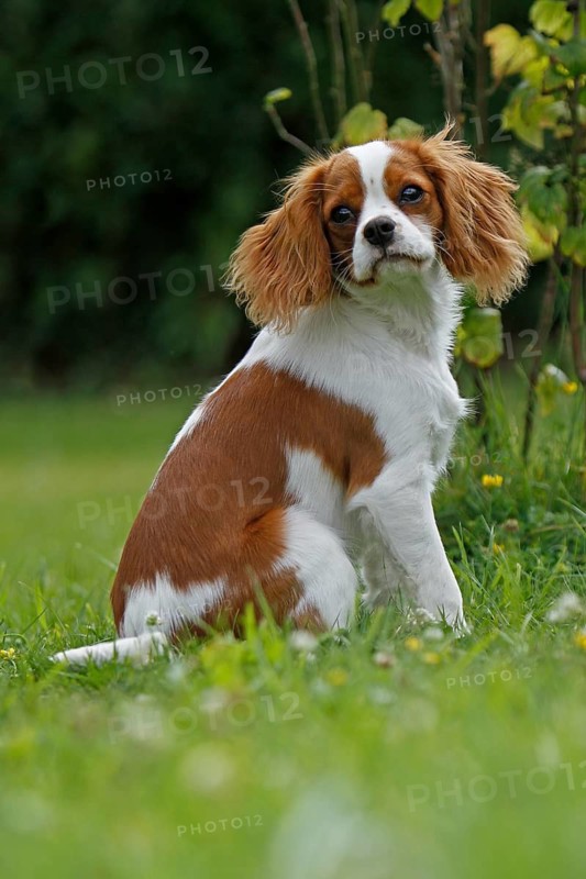 Cavalier King Charles Spaniel, kitten
