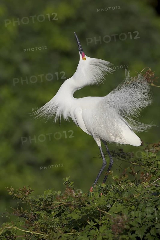 Snowy Egret (Egretta thula) displaying, Florida, USA