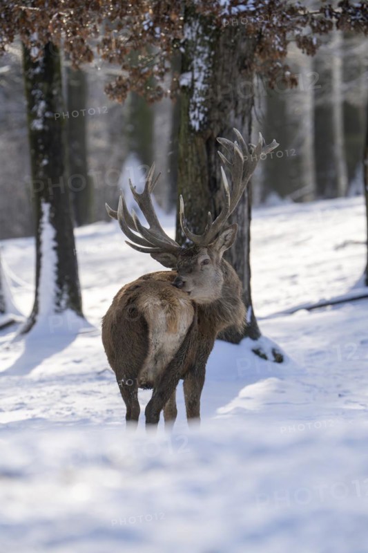 Red deer (Cervus elaphus), in the snow, Vulkaneifel, Rhineland-Palatinate, Germany