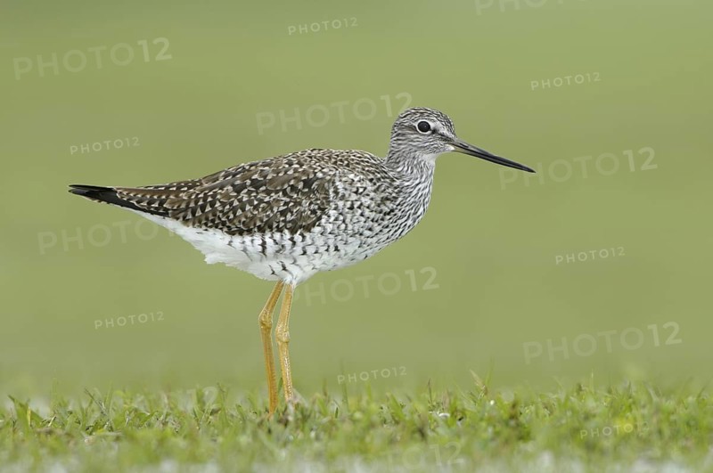Greater Yellowlegs (Tringa melanoleuca), Texas, USA