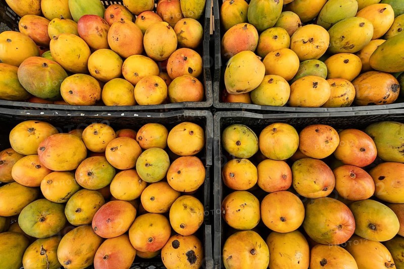 Black plastic crates filled with ripe Alphonso mangoes (Mangifera indica). Costa Rica