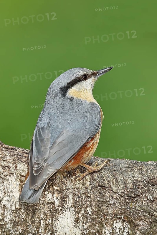 Nuthatch (Sitta europaea) sitting on a fallen birch trunk, Animals, Birds, Siegerland, North Rhine-Westphalia, Germany