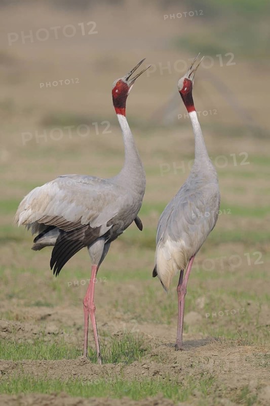 Sarus Crane (Antigone antigone) calling, Keoladeo National Park, India