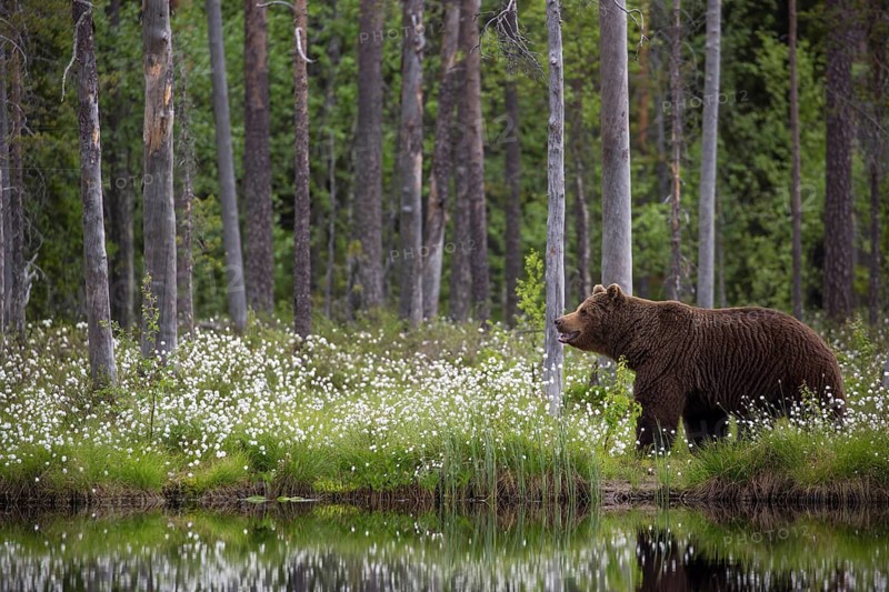 European brown bear (Ursus arctos), Europe, Scandinavia, Finland