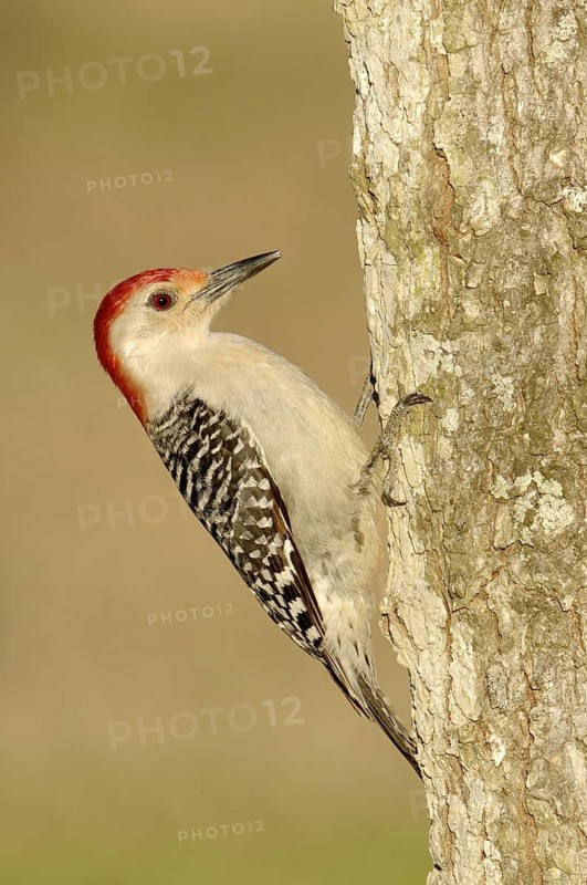 Red-bellied Woodpecker (Melanerpes carolinus), Texas, USA