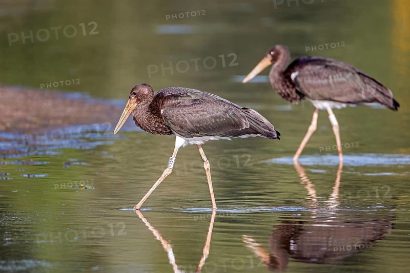 Black Stork (Ciconia nigra) juvenile foraging, Saxony-Anhalt, Germany