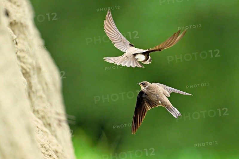Sand martins (Riparia riparia), in flight, Reussegg nature reserve, Canton Aargau, Switzerland