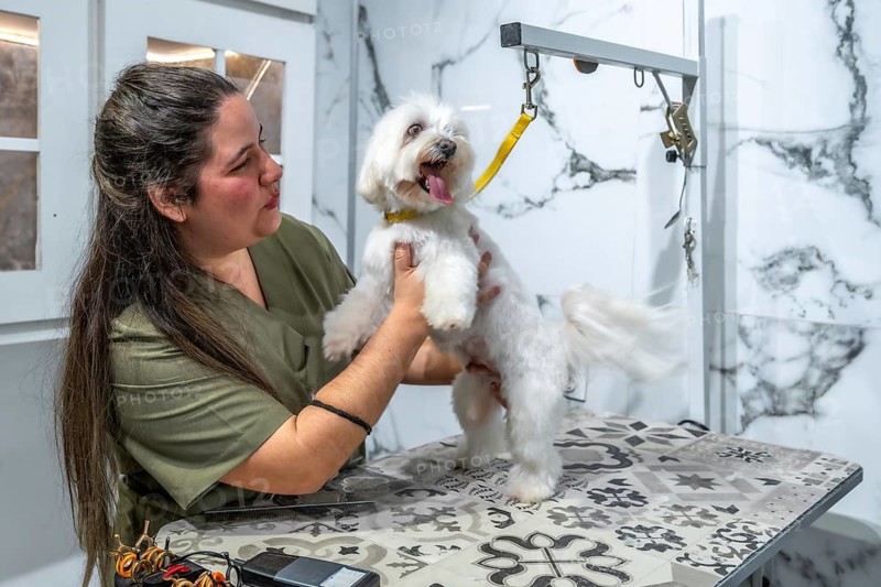 Professional pet groomer holding a small white maltese dog on a grooming table, providing specialized animal care and pampering services in a pet salon environment