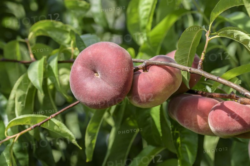 Plate peach (Prunus persica 'Sweet Platicarpa'), Schreiber KG tree and vine nursery, Poysdorf, Lower Austria, Austria