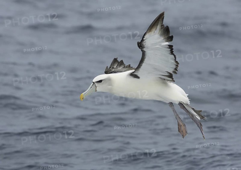 Shy Albatross (Thalassarche cauta) flying, Victoria, Australia