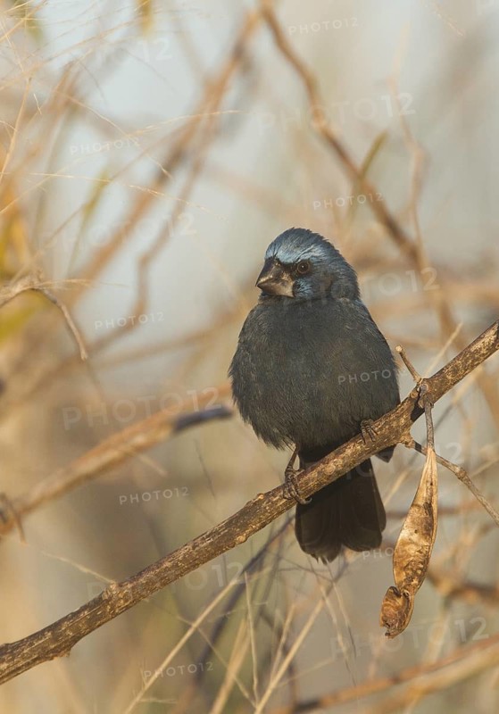 Ultramarine Grosbeak (Cyanocompsa brissonii), Buenos Aires, Argentina