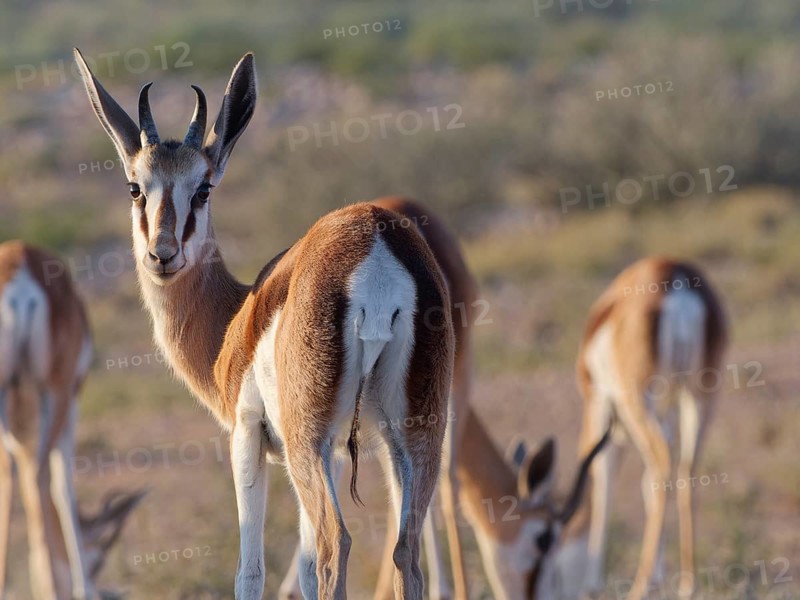 Springbok (Antidorcas marsupialis), young animal, standing among the herd, looking at camera, alert, golden morning light, Kgalagadi Transfrontier Park, Northern Cape, South Africa