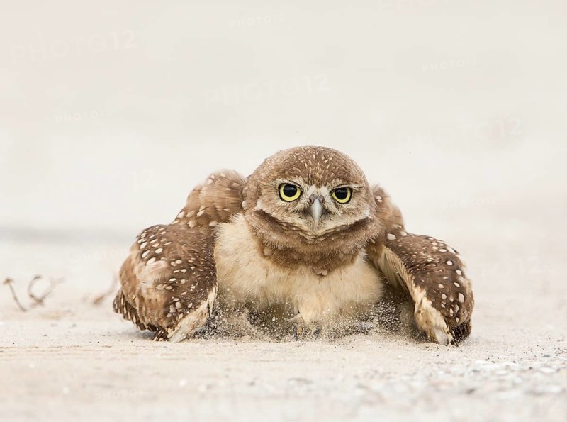 Burrowing Owl (Athene cunicularia) sand bathing, Florida, USA