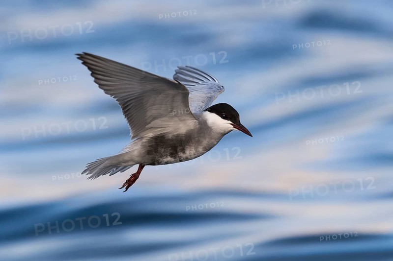 Whiskered Tern (Chlidonias hybrida) flying, Eilat, Israel