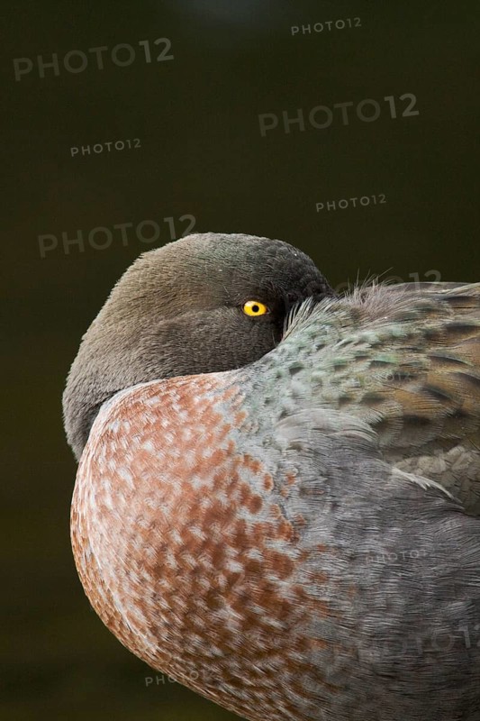 Blue Duck (Hymenolaimus malacorhynchos), New Zealand