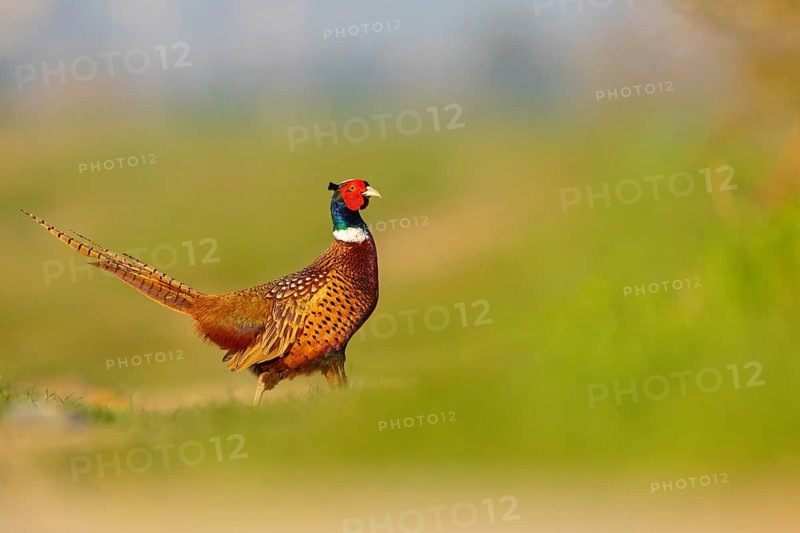 Pheasant (Phasianus colchicus), Faisan de Colchide, Faisan de chasse, Faisán Vulgar, Tiszaalpár, Kiskunsági National Park, Bács-Kiskun, Hungary