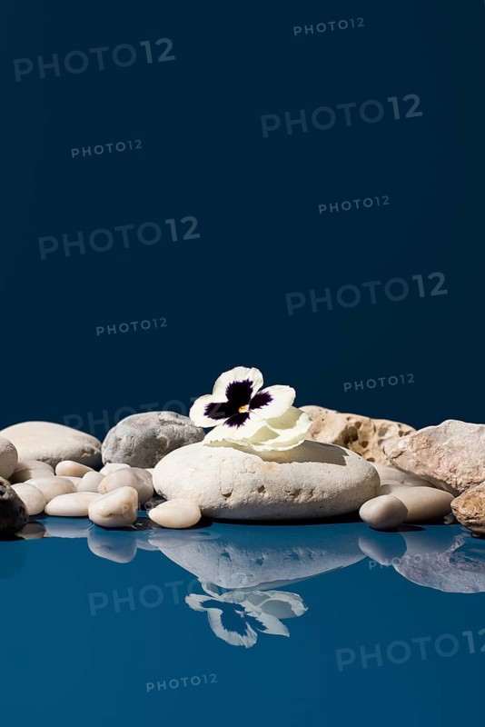 White pansy flower with a dark center, placed on smooth stones. The flower and stones are reflected beautifully against a vivid blue background. Known botanically as Viola tricolor hortensis, or Viola × wittrockiana