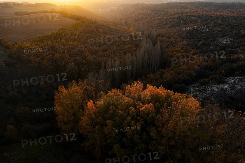 An aerial view of a lush landscape, highlighted by vibrant golden autumn leaves in the foreground, gradually merges into the dense, darker hues of the surrounding woodland