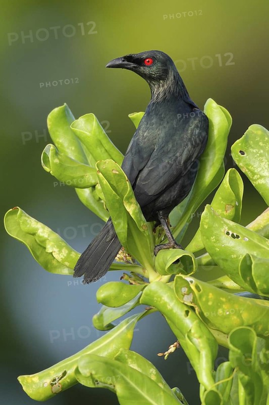 Asian Glossy Starling (Aplonis panayensis), Western Australia, Australia