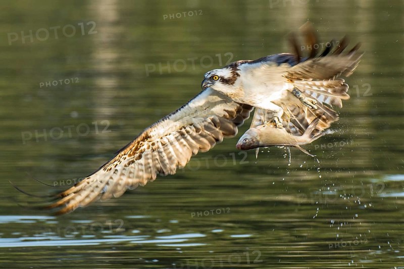 Western Osprey (Pandion haliaetus) flying with fish prey in its claws, Mecklenburg-Western Pomerania, Germany