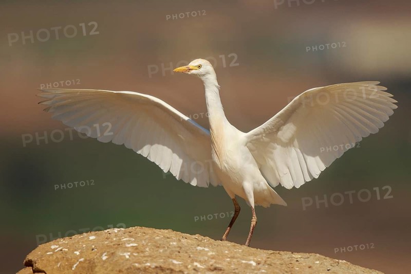 Western Cattle Egret (Bubulcus ibis) spreading wings, Spain