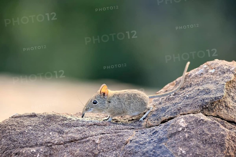 Short-eared Trunked Shrew (Macroscelides probosideus), Short-eared Elephant Shrew, Short-eared Trunked Shrew, adult, foraging, alert, Mountain Zebra National Park, Eastern Cape, South Africa