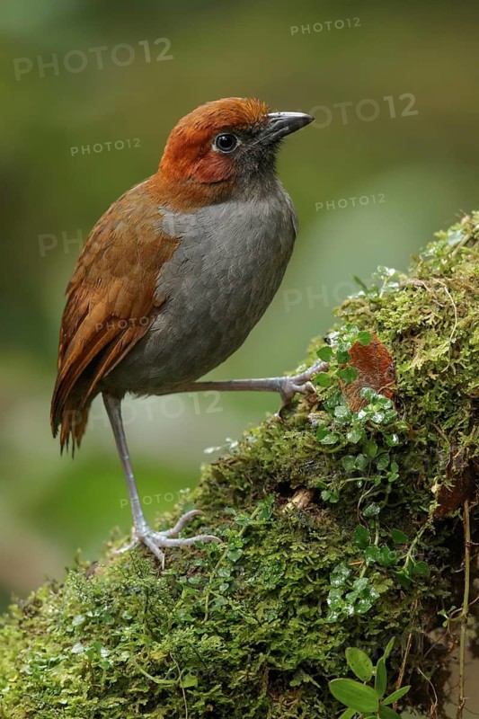 Chestnut-naped Antpitta (Grallaria nuchalis) perched on a branch in the South of Ecuador