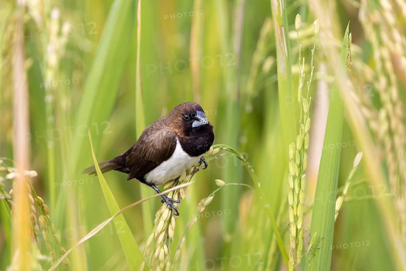 Javan Munia (Lonchura leucogastroides), Bali, Indonesia