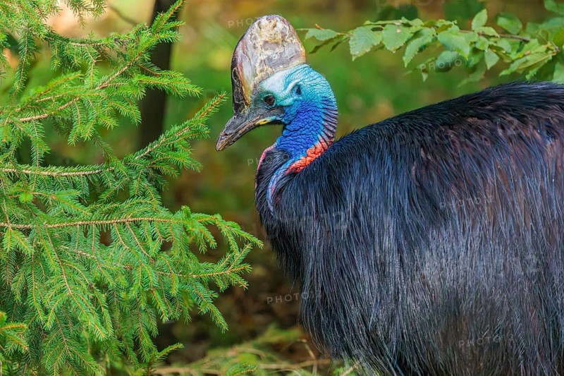Portrait of a Southern Cassowary (Casuarius casuarius). Indonesia, Papua New Guinea, NE Australia
