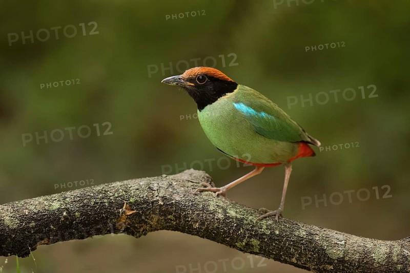 Hooded Pitta (Pitta sordida) perched on a branch, Sengkang, Singapore