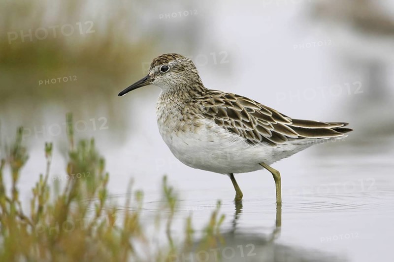 Sharp-tailed Sandpiper (Calidris acuminata), Victoria, Australia