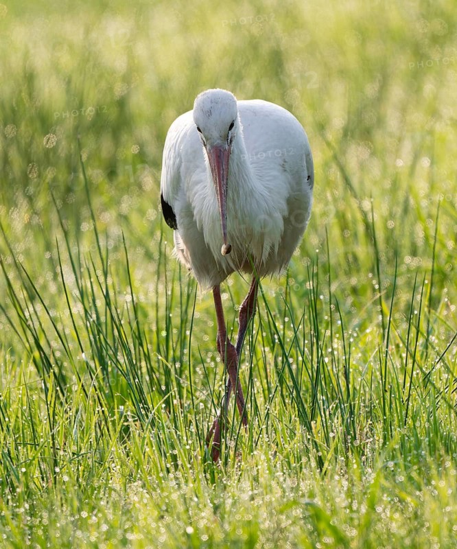 White stork (Ciconia ciconia) foraging in a meadow in the early morning, snail in its beak, dew pearls on the grass, Lower Saxony, Germany