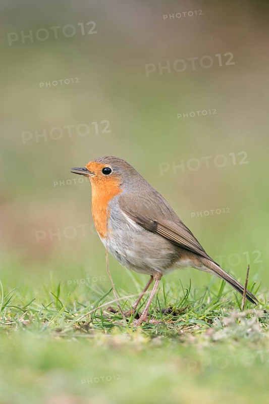 European Robin (Erithacus rubecula) perched on the ground, Sweden