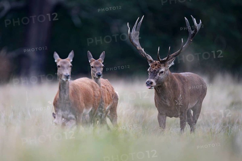 Red deer at the rutting 2025, London, Great Britain