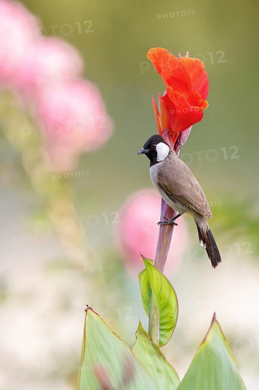 White-eared Bulbul, (Pycnonotus leucotis), animal, animals, bird, birds, family of bulbul, biotope, habitat, perch, foraging Muscat, Al Qurm Park, Oman, Middle East