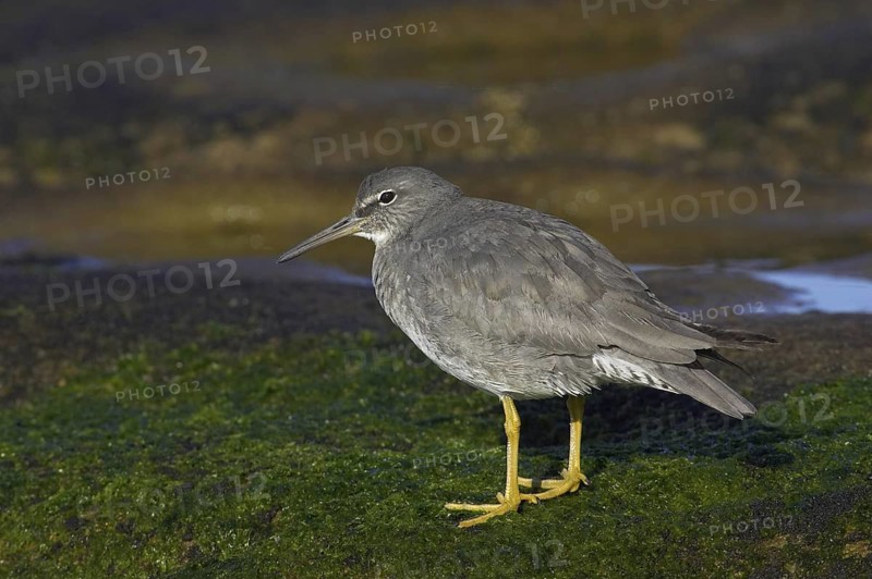 Wandering Tattler (Tringa incana), California, USA