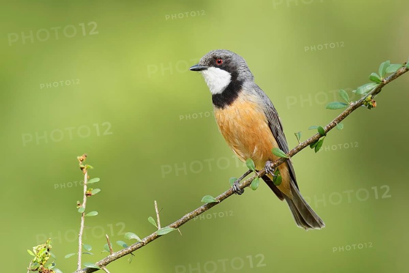 Rufous Whistler (Pachycephala rufiventris) male, Victoria, Australia