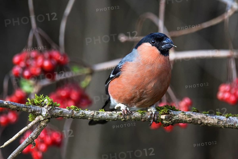 Male bullfinch (Pyrrhula pyrrhula) with strong colours sitting on a branch, in the background berries of the common snowball, Baden-Württemberg, Germany
