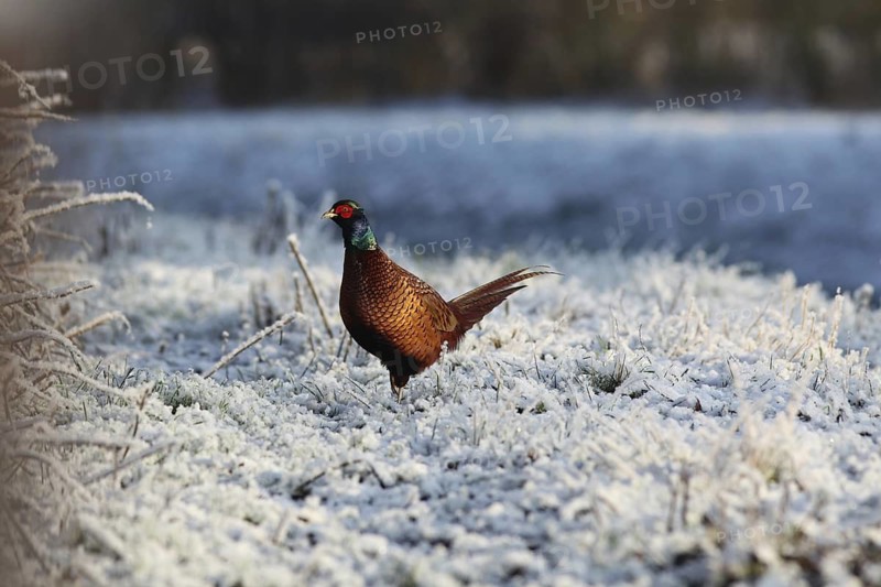 Common Pheasant (Phasianus colchicus) male, Baden-Wuerttemberg, Germany