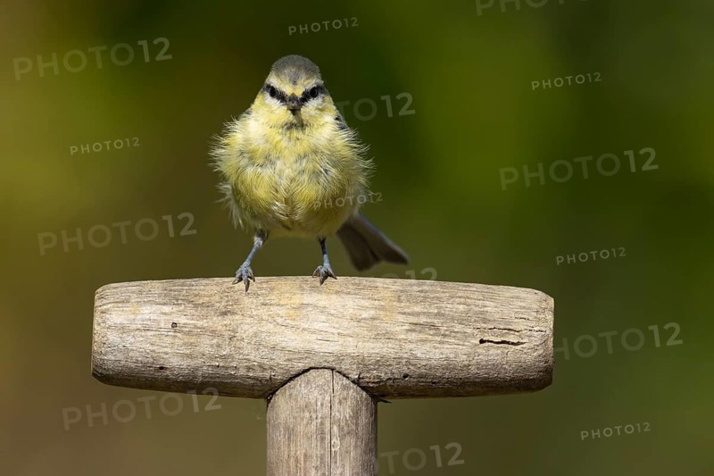 Blue tit (Cyanistes caeruleus) adult garden bird on a fork handle, Suffolk, England, United Kingdom