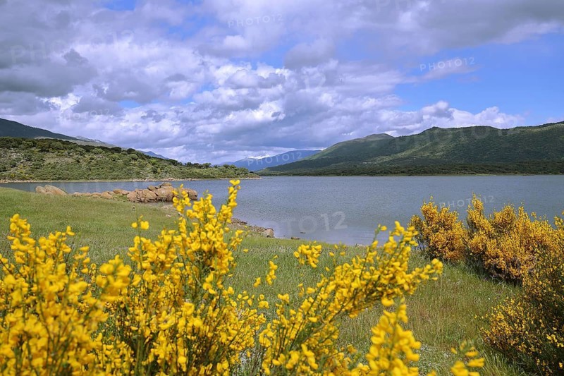 Embalse del Jerte with blooming yellow broom, reservoir, seascape, lakeside, mountains, Valle del Jerte, Plasencia, Extremadura, Spain