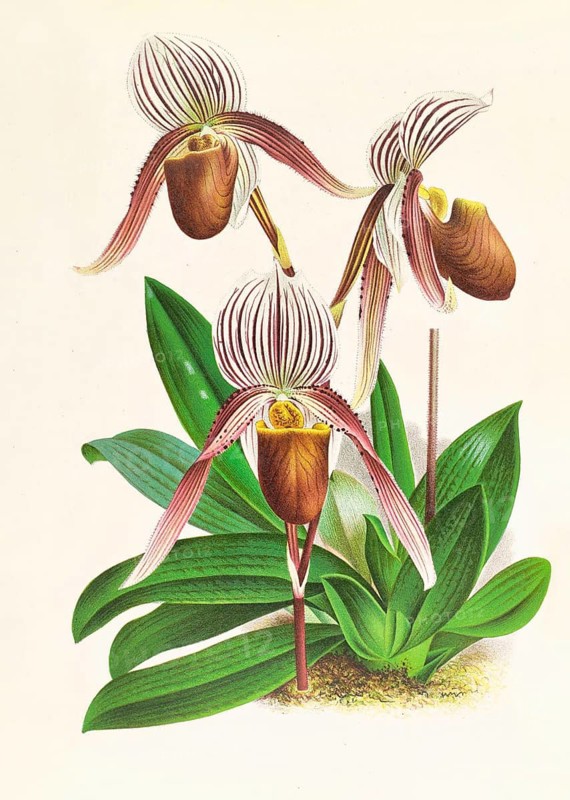 Orchid, Cypripedium selligerum majus, authentic reproduction of an illustration by Jean Jules Linden (1817 - 1898), Luxembourgish-Belgian botanist, one of the fathers of orchid research, Historical
