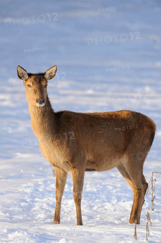 A single stag in a snowy winter field, red deer (Cervus elaphus), Bavaria