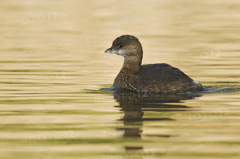 Pied-billed Grebe (Podilymbus podiceps), Arizona, USA