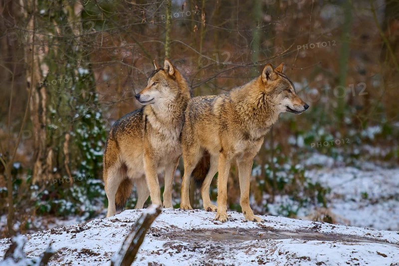 Calm wolves on a hill in a snowy winter forest, Winter, Wolf (Canis lupus), Germany
