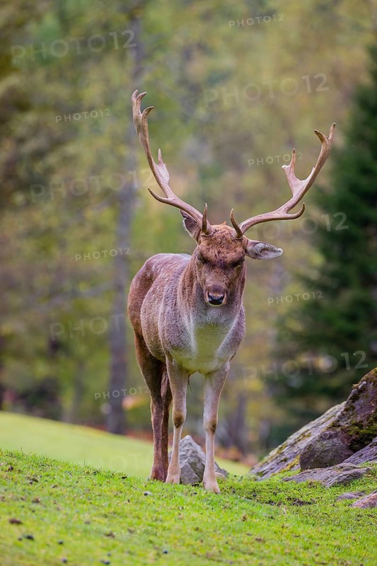 A male fallow deer (Dama dama) stands on a green meadow inside a forest